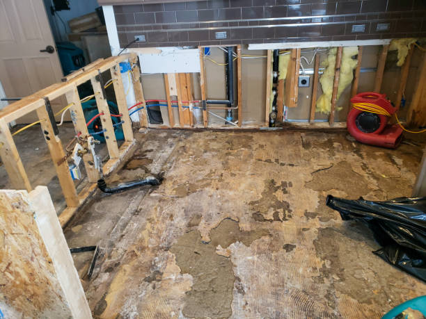 mold repair and cleaning